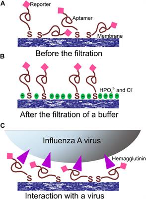 Aptamer-coated track-etched membranes with a nanostructured silver layer for single virus detection in biological fluids